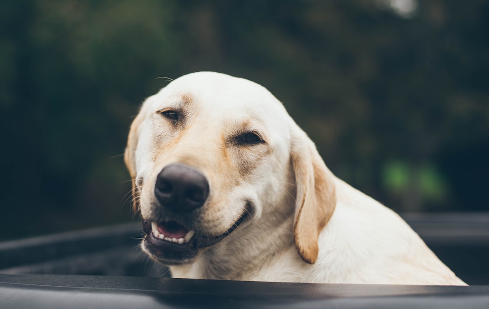 Limpieza dental de perros - cómo puede alargar la vida de tu mascota