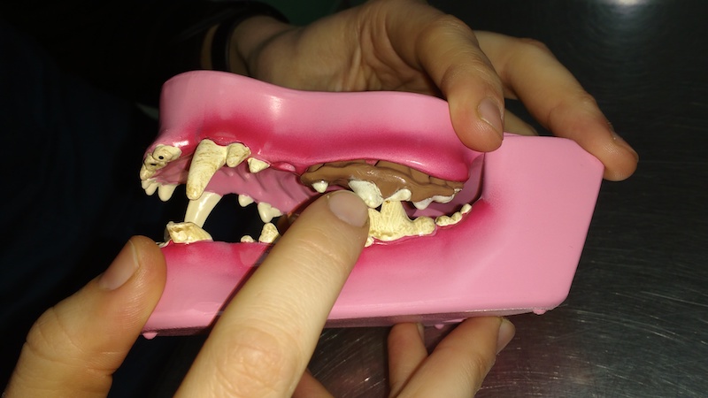 metal ajedrez Disipación Limpieza dental de perros | Cómo alargar la vida de tu mascota