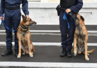 adopcion-perros-policia