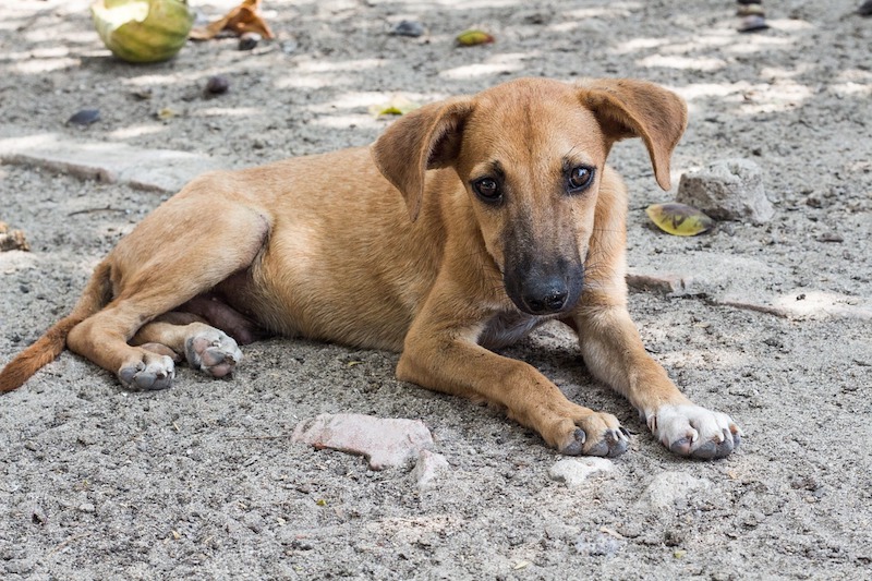 Informe sobre mascotas abandonadas en España