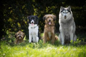 Descubre las Mejores Razas de Perros Para tu Estilo de Vida