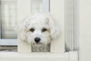 Cómo Combatir la Ansiedad Por Separación en Perros