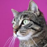 dieta gato enfermedad renal